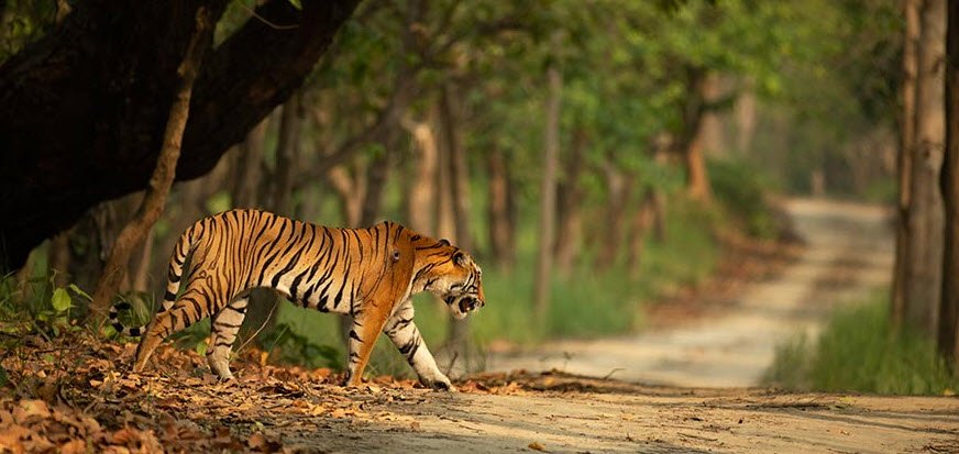 Van Vihar Wildlife Sanctuary, Dholpur, Rajasthan - Vushii.com
